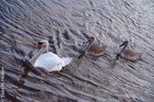 Swan and Cygnets