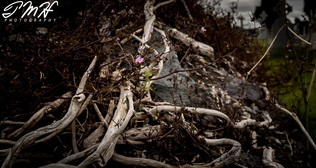 Flowers Among Death
