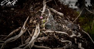 Flowers Among Death