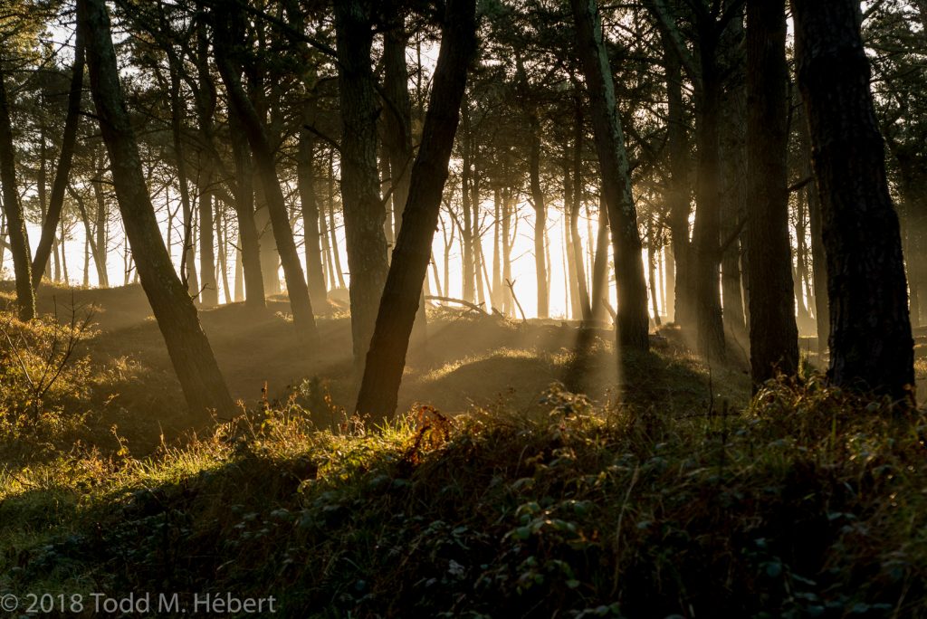 More Great Early Morning Sunlight Through the Trees