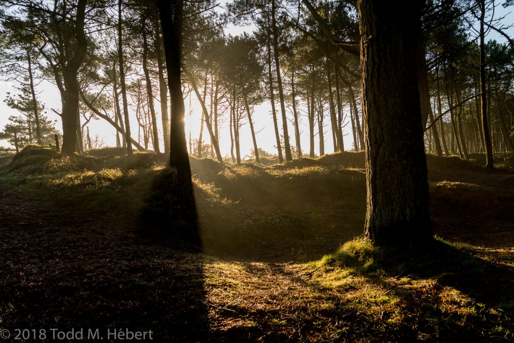 Early Morning Sun Through the Trees