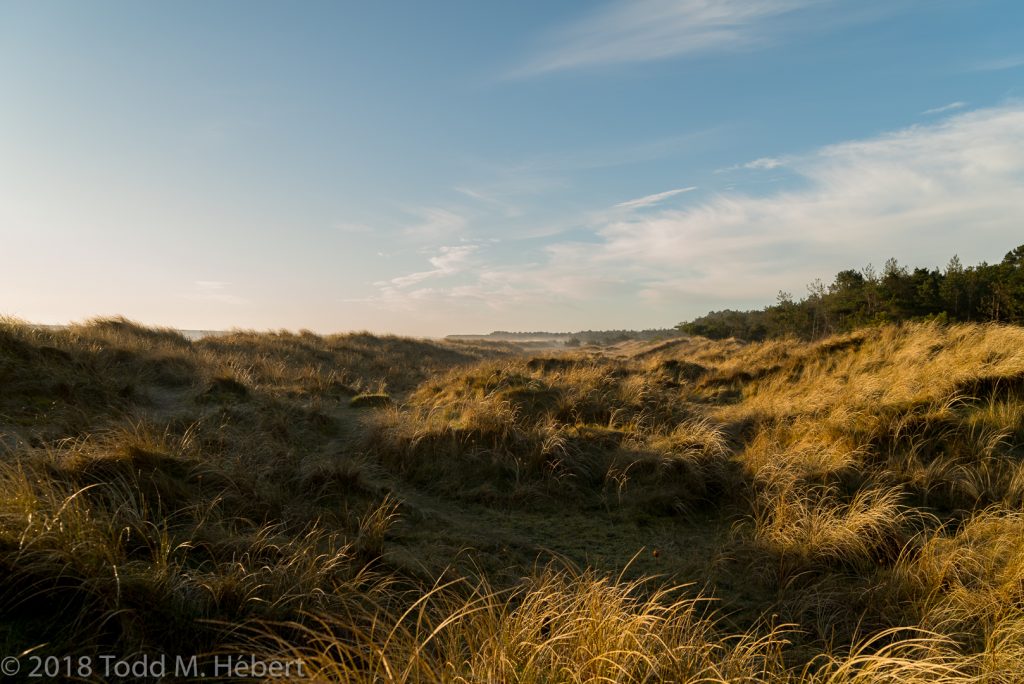 Out in the Dunes